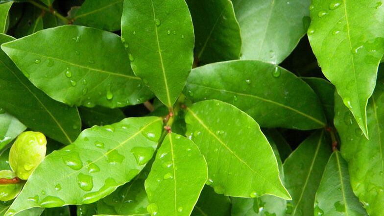 Bay leaves, necessary for use in diabetes